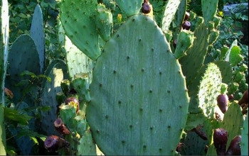 Large and small cacti