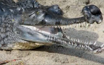 Crocodile mouth and teeth