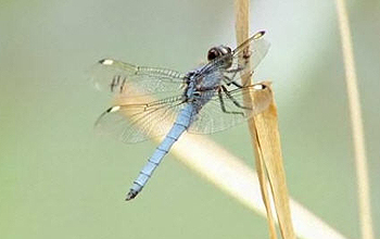 Dragonfly on a plant