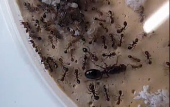 Fire ants and one larger ant in dish