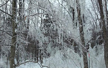 Ice and snow covered trees in forest