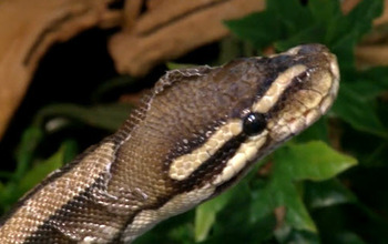Close up of snake's head