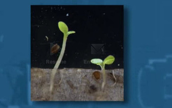 Close up view of 2 seedlings