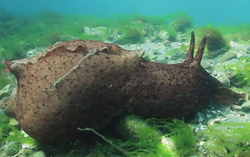 Close up of sea slug