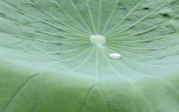 Close up of leaf of the lotus plant with a drop of water on it