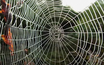 Close up of a spider web