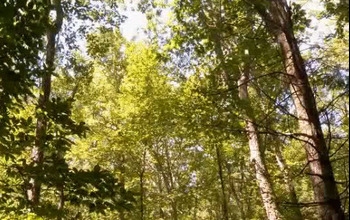 Photo of trees in a forest