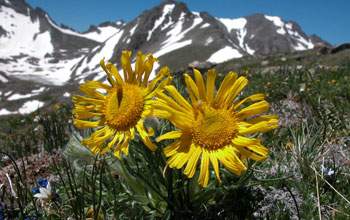 Mountain wildflowers in bloom
