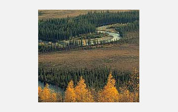 Photo of Bonanza Creek winding its way through the forest.