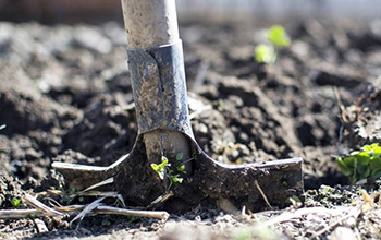 Scientists have found that soil microbes metabolize the same polyphenols found in chocolate and wine.