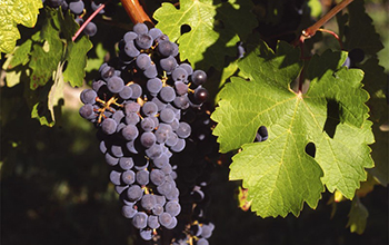 grapes on a vine