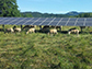 sheep graze under the 35th Street Solar Array