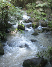 a bubbling brook.