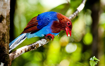 a blue magpie