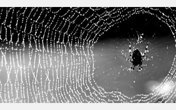 a spider on its web of silk.