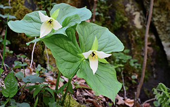 Trillium erectum