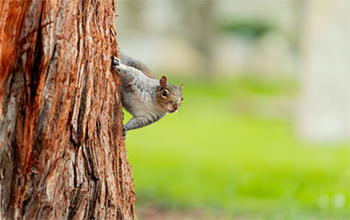 squirrel on a tree