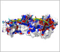 human fibronectin in background bound to a protein from Staphylococcus.