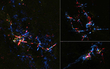 composite image of the gas outflows from stellar eggs