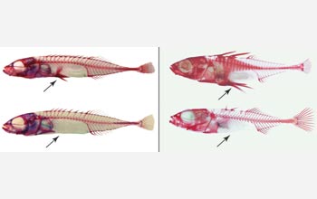 Top photos of fish with pelvises; bottom photos of fish without pelvises and body armor.