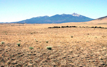 Photo of a desert grassland with mountains in the background.