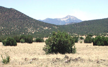 Photo of a pinyon-juniper area with mountains in the background.