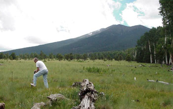 Photo of a mixed conifer meadow with a researcher taking a soil sample.