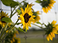 Research unlocks genetic key to sunflower resilience