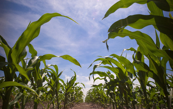 Corn plants in the field