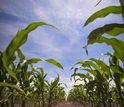 Corn plants in the field