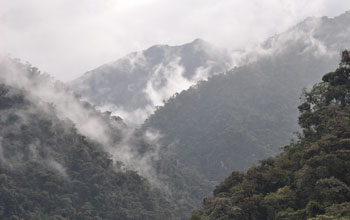 The omnipresent fog of the cloud forest in Ecuador's Oyacachi watershed.