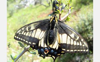 Photo of an adult Anise Swallowtail basking in the sun.