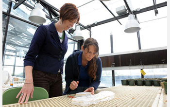 Photo of biologist Jessica Hellman supervising her doctoral student, Shannon Pelini.
