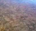 Photo of a dense jellyfish swarm in the Gulf of Mexico