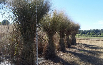 lowland switchgrass