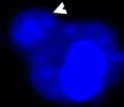 Confocal microscope images of the symbiosis.