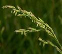 EEID biologists will conduct research on the microbiome of a widespread grass called tall fescue.