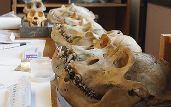 gorilla specimen, showing dental deposits