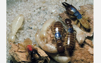 Photo of worker termites protected by a soldier.