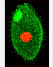 <i> Tetrahymena</i> stained with flourescent dye shows locations of microtubules.