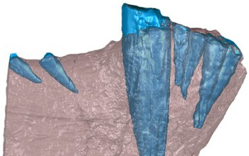 A CT scan of the front half of a gorgonopsid lower jaw. Bone is in blue, teeth are in red.