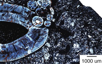 Thin-section of the gorgonopsian jaw. The small circles form a compound odontoma.