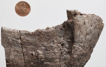 A gorgonopsian lower jaw. This specimen is representative of gorgonopsian fossils in general.