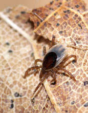 Photo of a nymphal blacklegged tick on leaf litter.