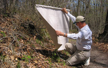 Photo of scientist Graham Hickling checking a drag-cloth for ticks.
