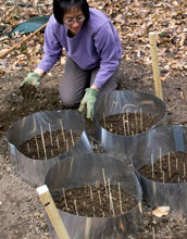 Biologist Jean Tsao readies a 'tick garden' used for close-up observations of ticks.