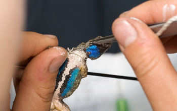 Photo of a researcher looking for ticks on a male Western fence lizard.