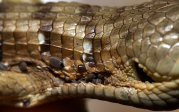 Photo of a specialized fold in the neck of a lizard which accomodates ticks.