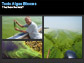 Collage of images showing algae in alakes and researcher