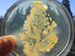 plate of agar stamped with the leaf of a greenhouse-grown tomato plant